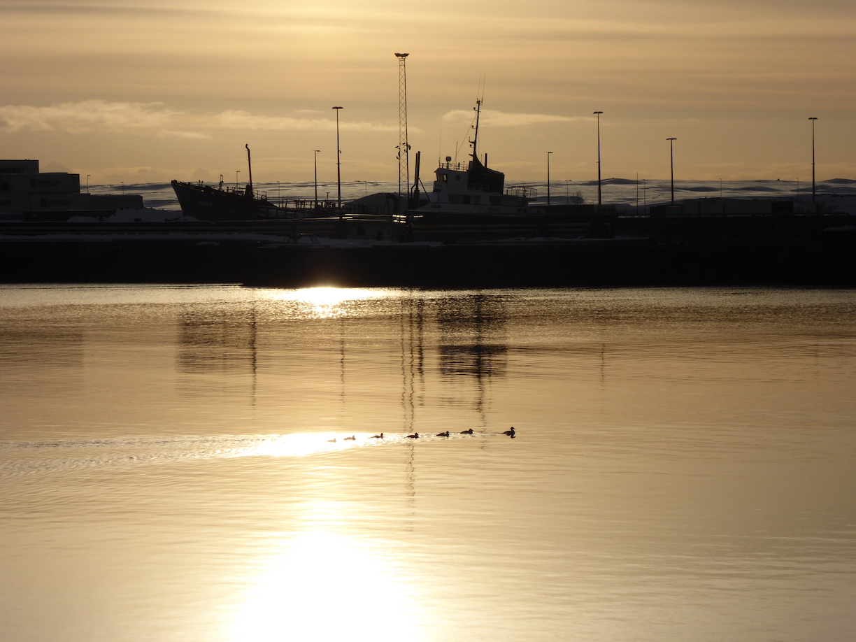 Eider with Ship